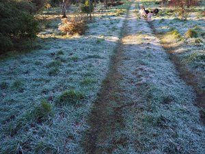 Traces of frost in Kennel Close