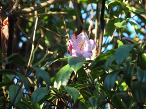 Rhododendron stenaulum