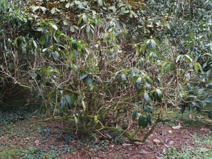drought starved rhododendron