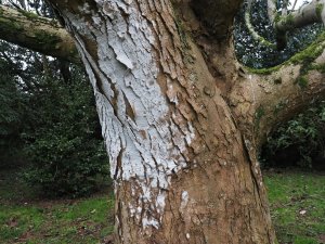 strange white mould on the trunk of an elderly magnolia