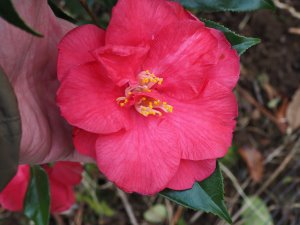 Camellia japonica ‘Diamond Head’