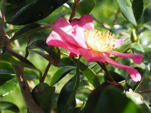 Camellia sasanqua ‘Paradise Glow’