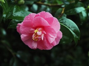 Camellia x williamsii ‘Gwavas’