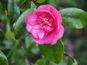 Camellia sasanqua ‘Rosea Plena’