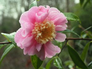 Camellia sasanqua ‘Sugar Dream’