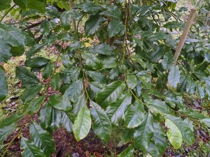 Magnolia lancei
