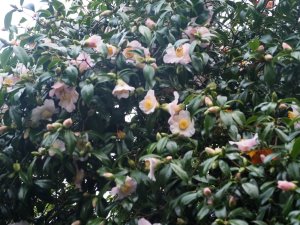Camellia x williamsii ‘Beatrice Michael’
