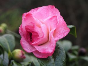 Camellia japonica ‘Nuccio’s Jewel’
