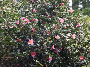 Camellia x williamsii ‘St Ewe’