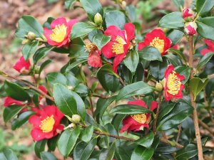 Camellia sasanqua ‘Yuletide’