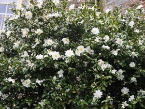 Camellia x vernalis ‘Dawn’ (‘Ginryu’)