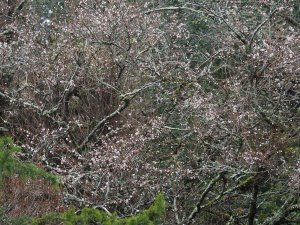 Prunus autumnalis