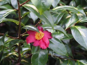 Camellia japonica ‘Reigyoku’