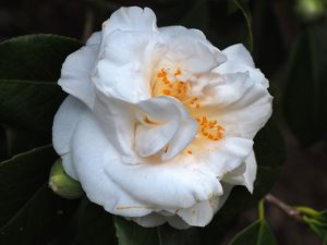 Camellia japonica ‘Silver Anniversary’