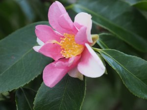Camellia sasanqua ‘Yume’