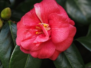 Camellia japonica ‘Adolphe Audusson’