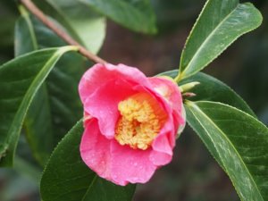Camellia reticulata