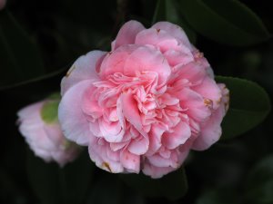 Camellia japonica ‘Debutante’