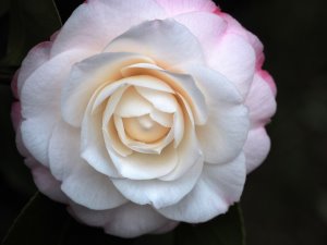 Camellia japonica ‘Desire’