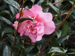 Camellia x williamsii ‘Mary Phoebe Taylor’