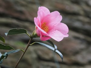 camellia x williamsii seedlings