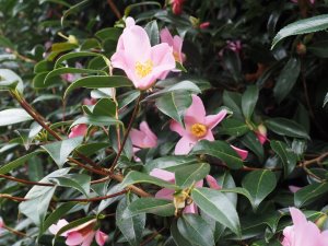 camellia x williamsii seedlings