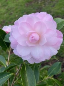 Camellia x williamsii ‘Mimosa Jury’