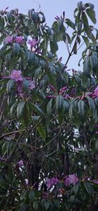 Rhododendron stenaulum (Rh. moulmainense)