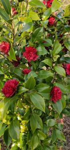 Camellia japonica ‘Takanini’