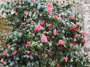 Camellia japonica ‘Lady Clare’