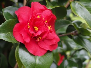 Camellia japonica ‘Miss Charleston’
