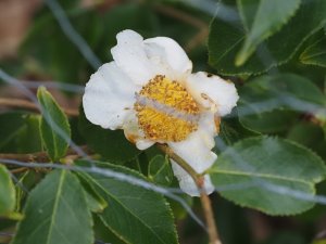 Camellia yunnanensis