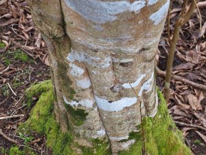 bark of Styrax serrulatus
