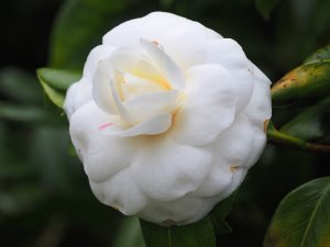 Camellia japonica ‘Jovey Carlyon’