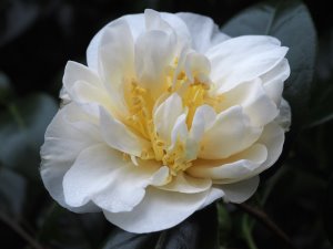 Camellia japonica ‘Lulu Belle’