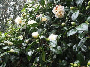 Camellia japonica ‘Lulu Belle’