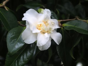 Camellia japonica ‘May Costa’
