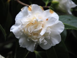 Camellia japonica ‘May Costa’