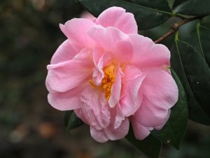 Camellia oleifera ‘Pink Icicle’