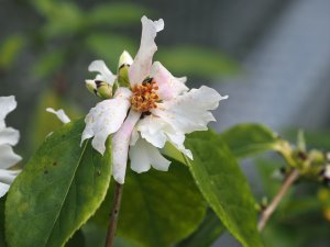 Camellia yuhsienensis (01/10/2018)