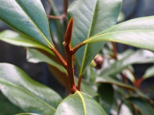 Magnolia grandiflora ‘Bracken’s Brown Beauty’