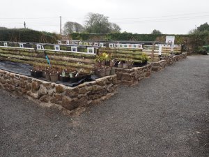 upraised herbaceous plant beds