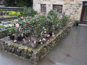 camellias
