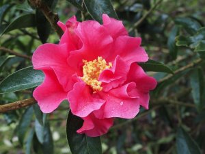 Camellia reticulata ‘Captain Rawes’