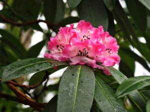 Rhododendron arboreum subsp. cinnamomeum