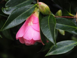 Camellia x williamsii ‘Lady’s Maid’