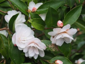 Camellia ‘Cinnamon Cindy’