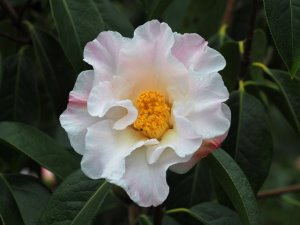 Camellia reticulata ‘White Form’