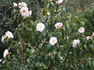 Camellia reticulata ‘White Form’