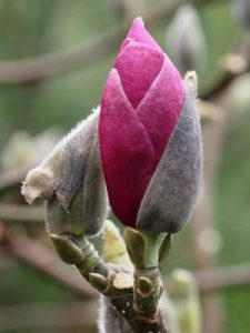 Magnolia ‘’Todd’s Fortyniner’
